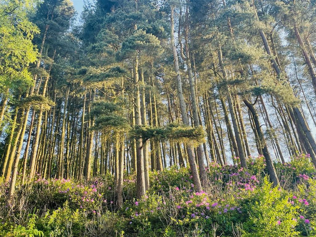 Woodland