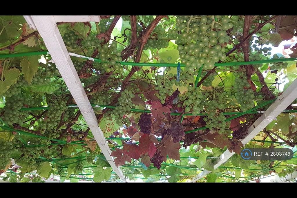 Garden Grapes