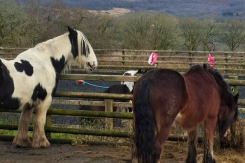 undefined, Bryncethin Road, Ammanford SA18