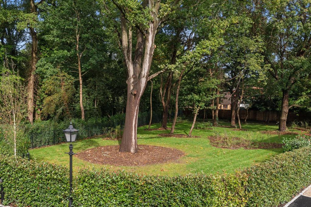 Woodland