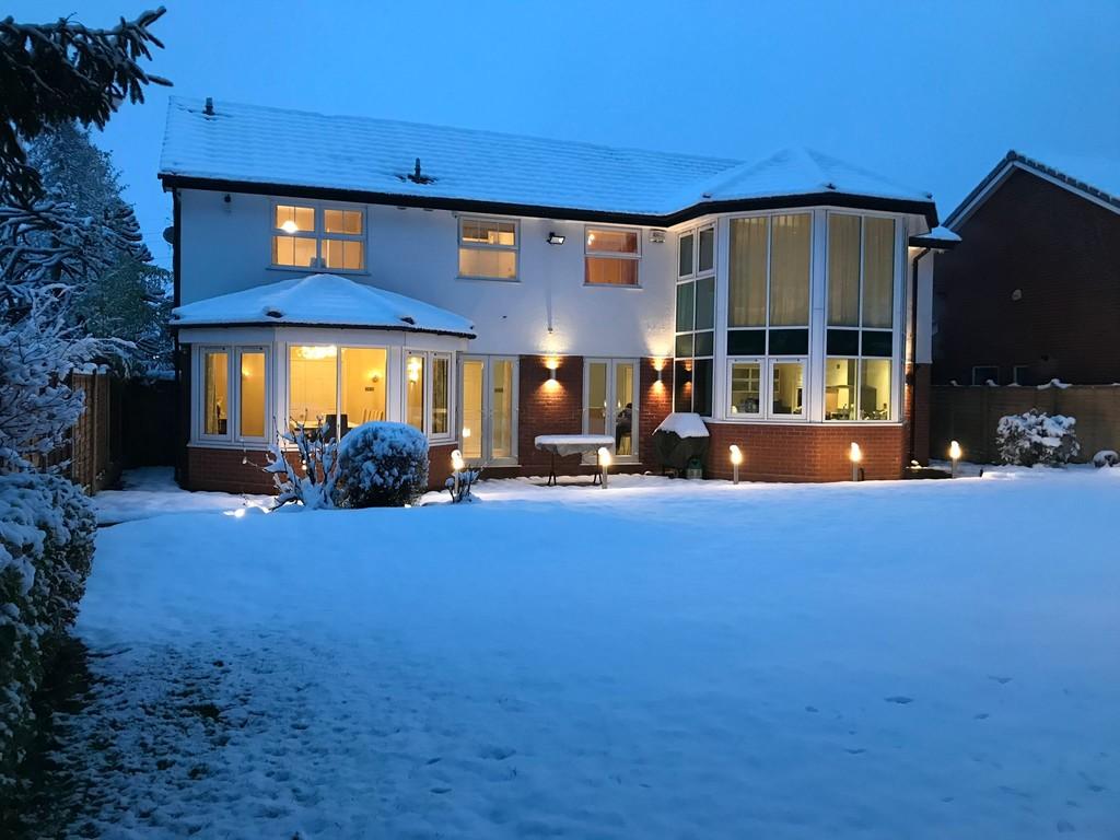 Snowwy alfreds