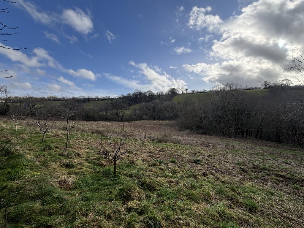 Grazing paddock (second image)