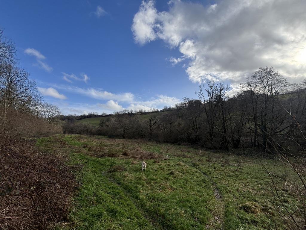 Grazing paddock (third image)
