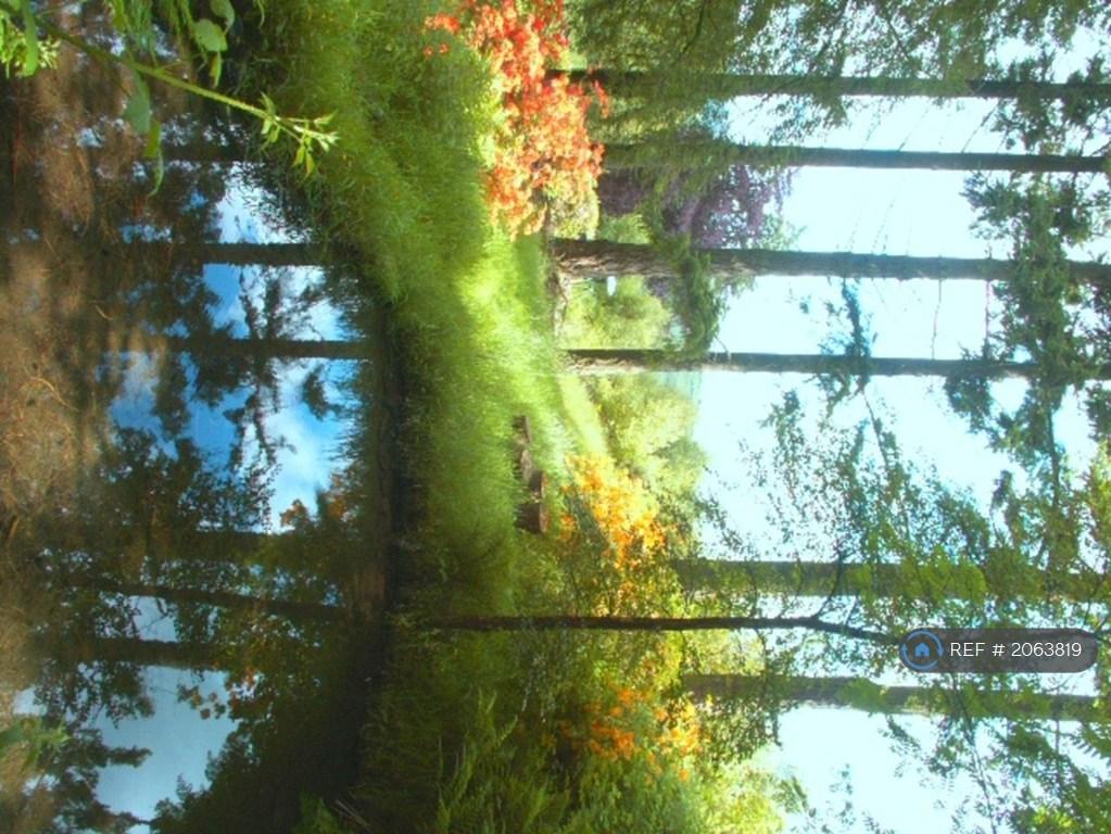 6 Douglas Firs &amp; Azaleas