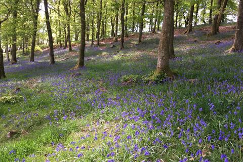 undefined, Llanidloes Powys