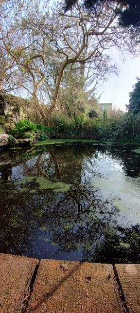 Pond1.jpg