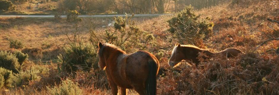 New Forest Ponies
