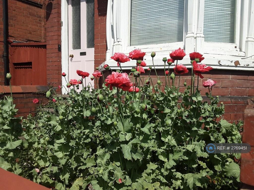 Flowers :-)
