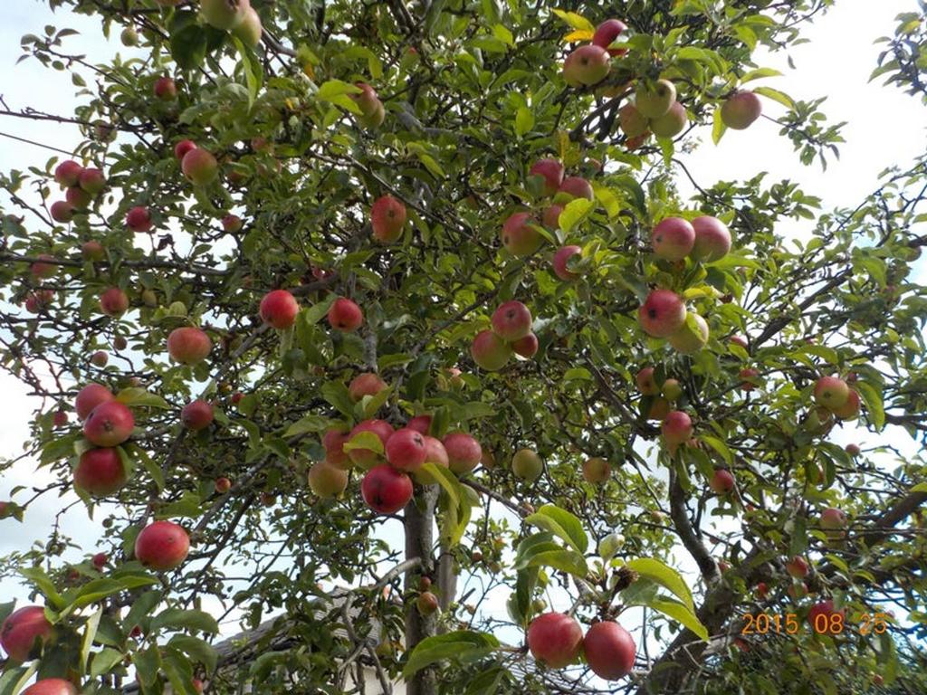 Established Apple Tree