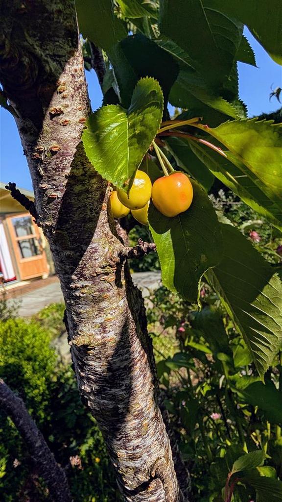 Cherry tree.jpg