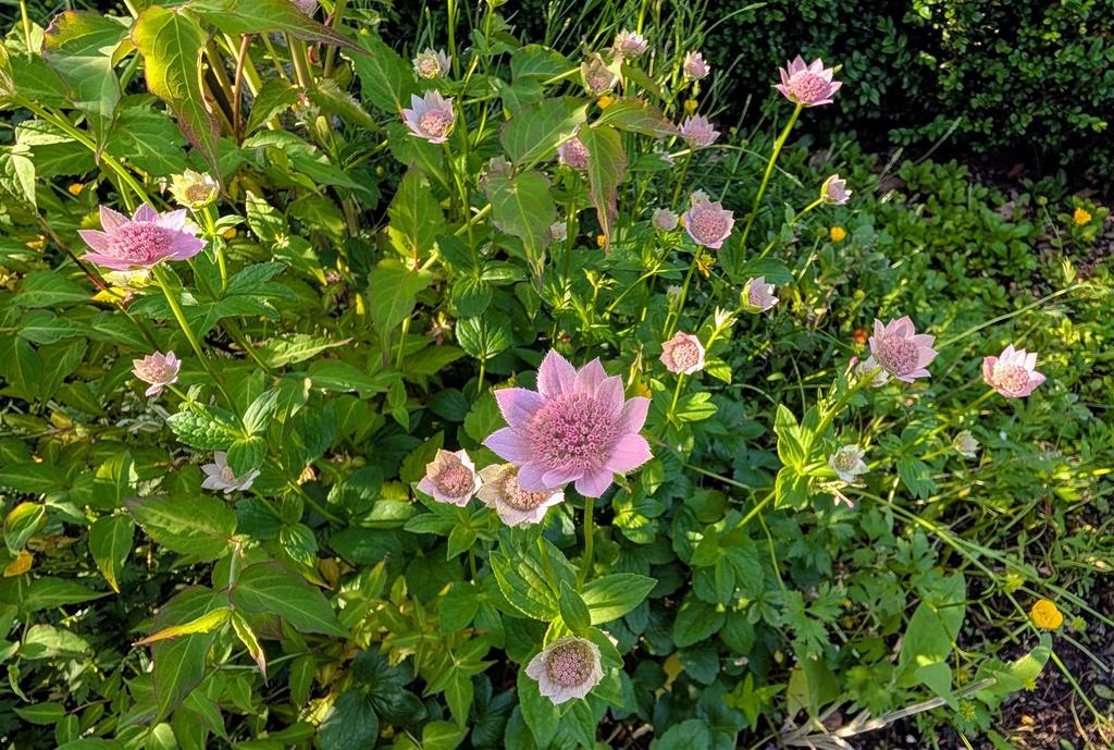 Cottage garden in summer3.jpg