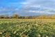 Yelverton photo 3