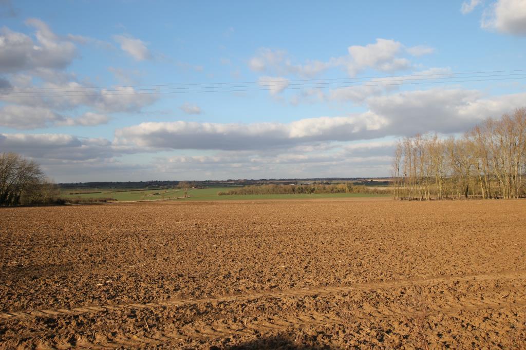 Field.JPG
