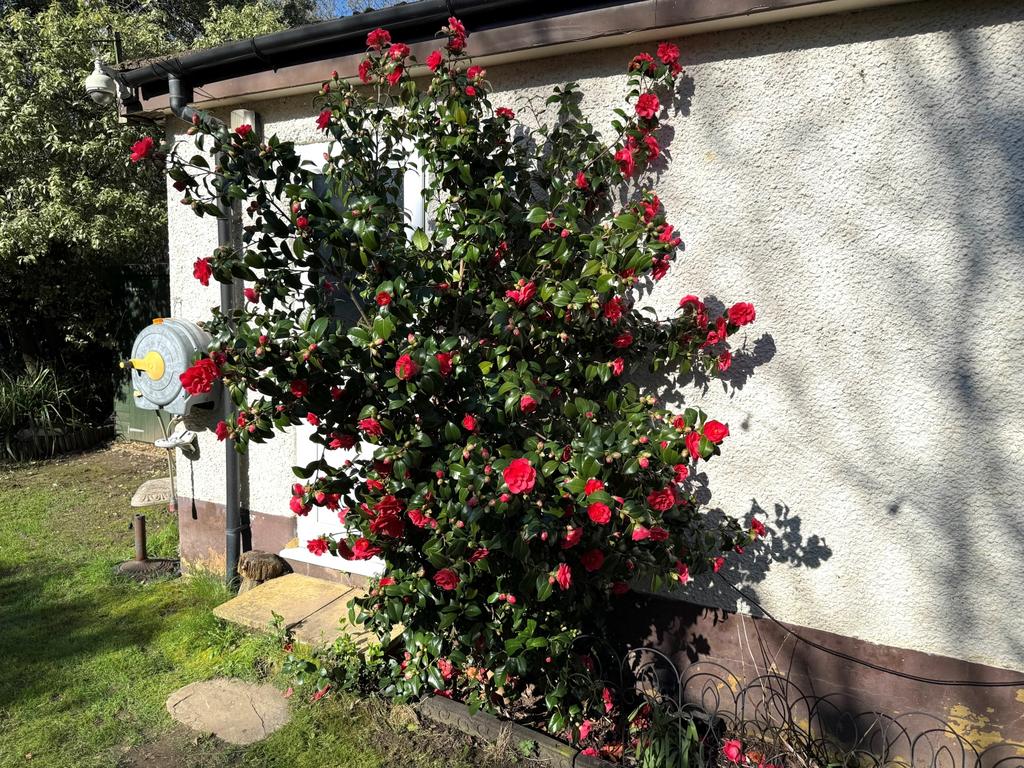 Camelia