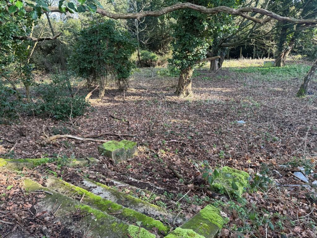 Steps leading to overgrown land