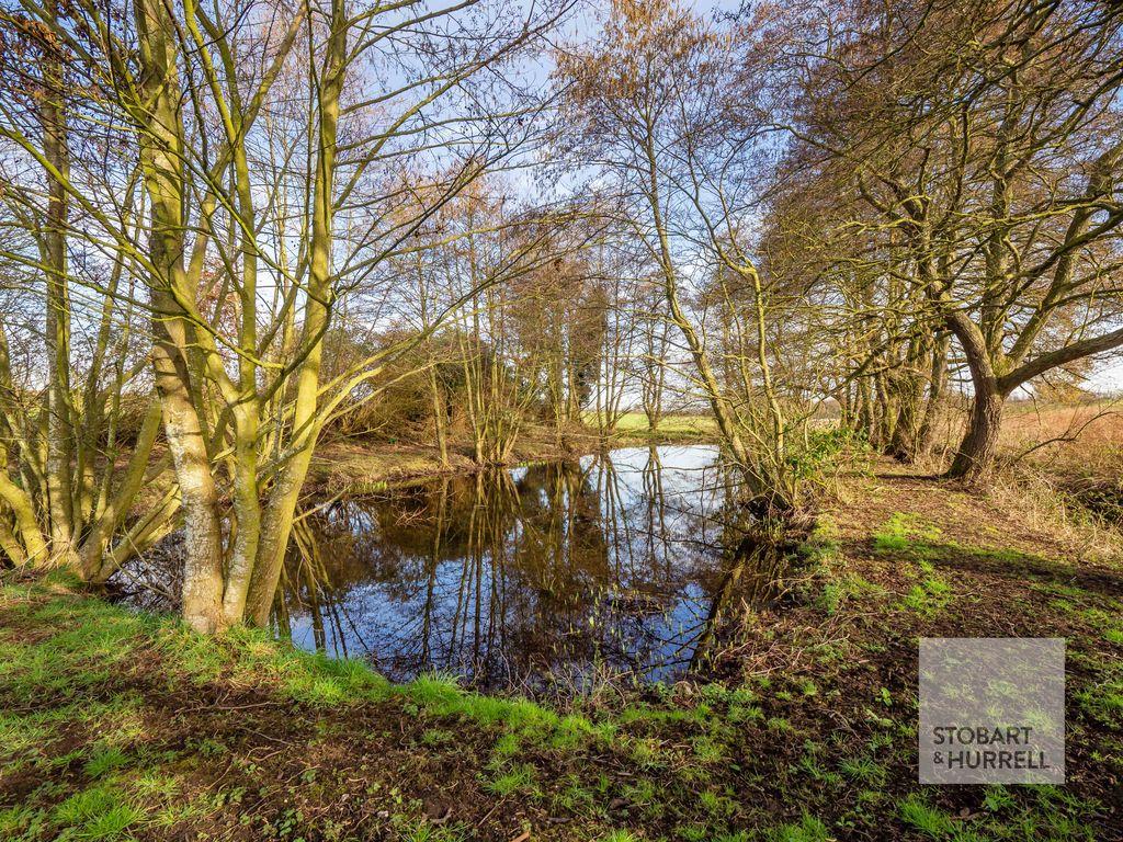 Pond