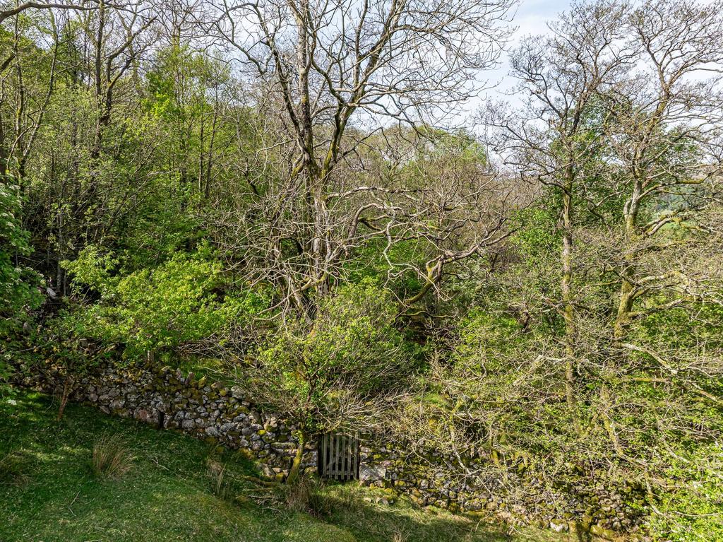 Woodland