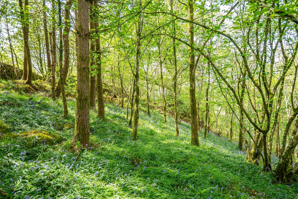 Woodland