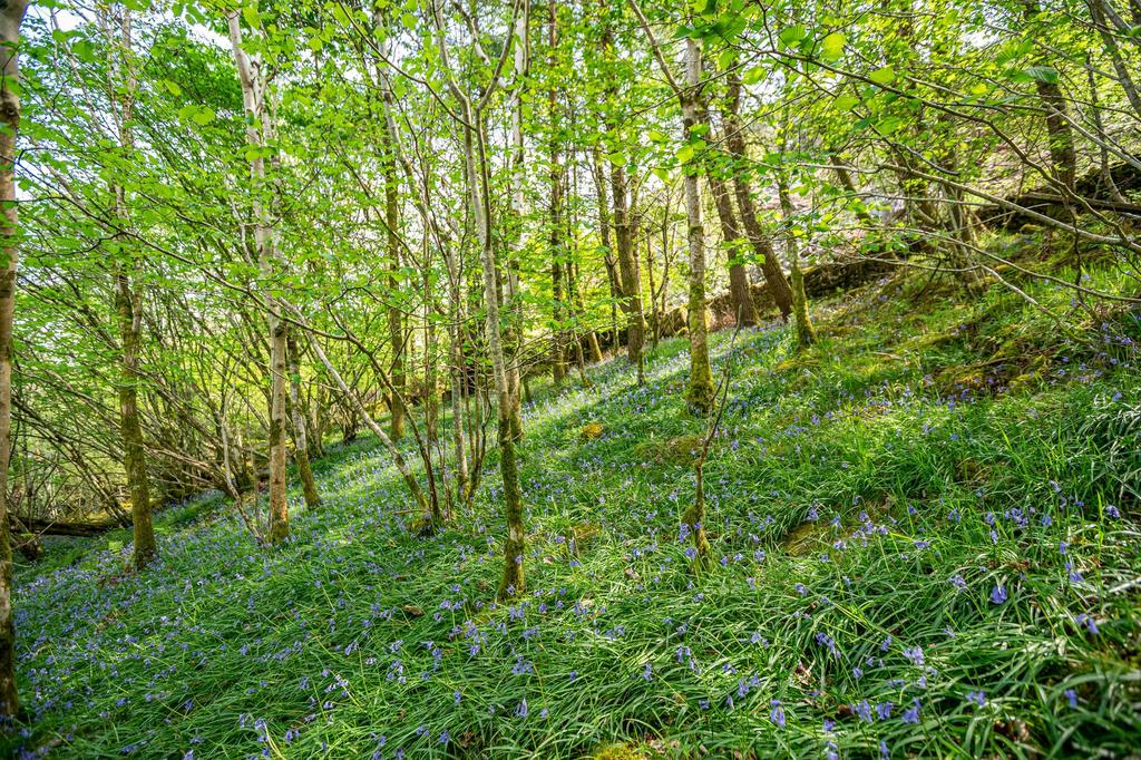 Woodland