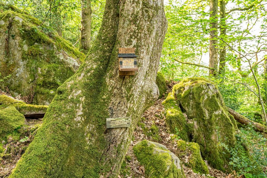 Woodland