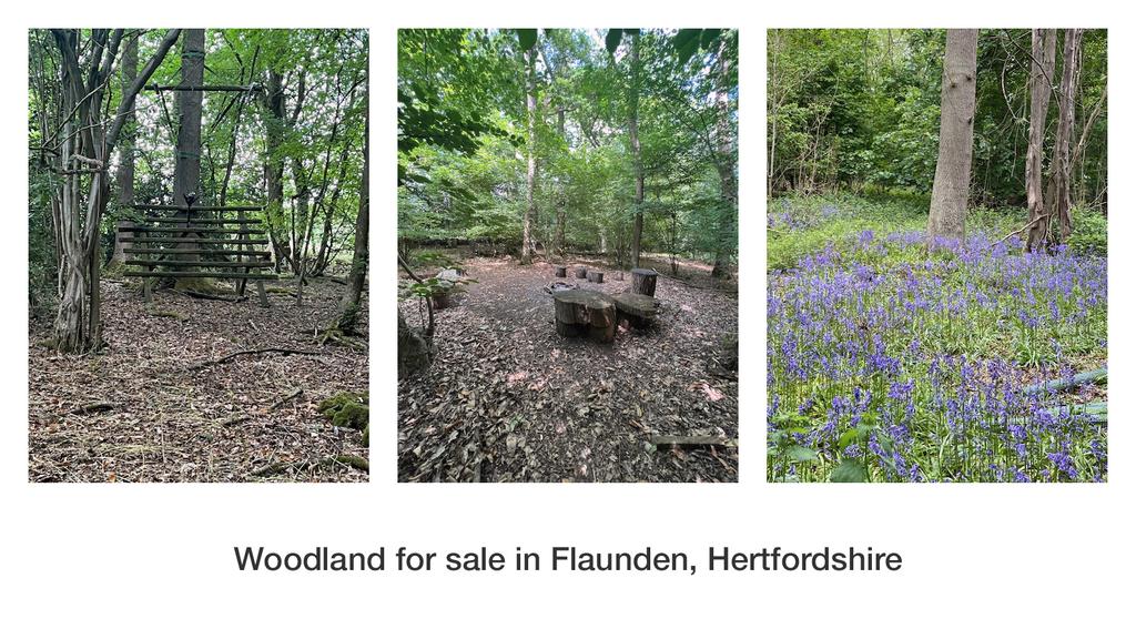 Plantation Wood in Hertfordshire.