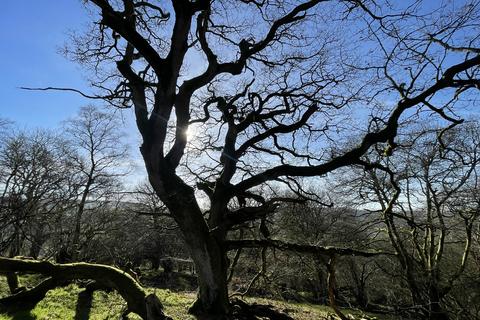 undefined, Vron Wood, Bettws-y-Crwyn, Beguildy LD7