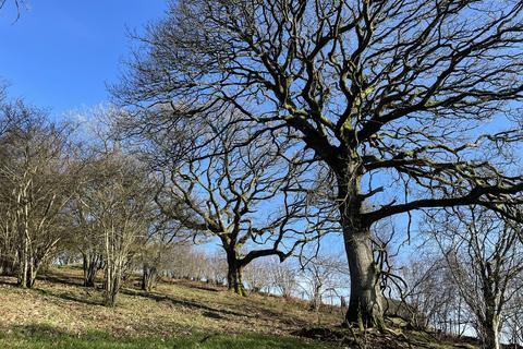 undefined, Vron Wood, Bettws-y-Crwyn, Beguildy LD7