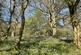 Vron Wood, Bettws-y-Crwyn, Beguildy LD7
