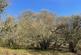 Additional image 11 of Vron Wood, Bettws-y-Crwyn, Beguildy LD7