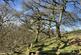 Additional image 12 of Vron Wood, Bettws-y-Crwyn, Beguildy LD7