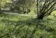 Additional image 13 of Vron Wood, Bettws-y-Crwyn, Beguildy LD7