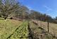 Additional image 19 of Vron Wood, Bettws-y-Crwyn, Beguildy LD7