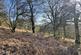Additional image 3 of Vron Wood, Bettws-y-Crwyn, Beguildy LD7