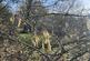 Additional image 10 of Vron Wood, Bettws-y-Crwyn, Beguildy LD7