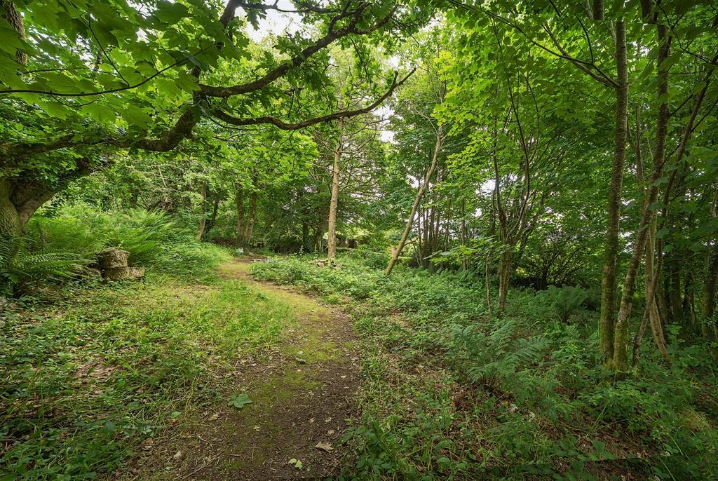 Woodland Area
