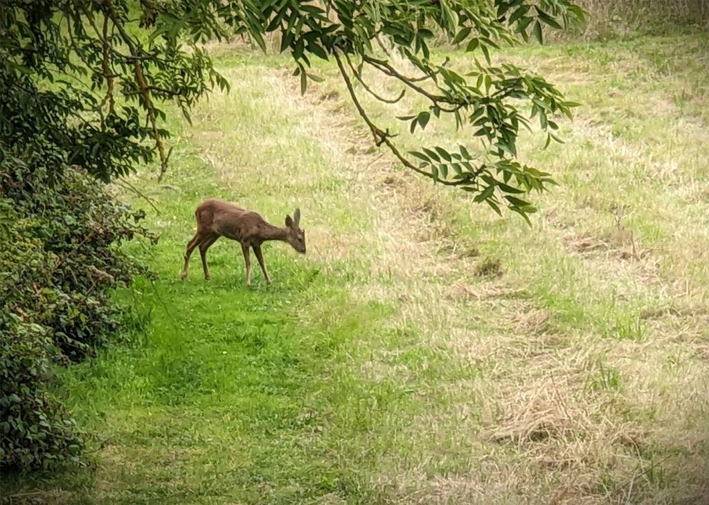 Visitor