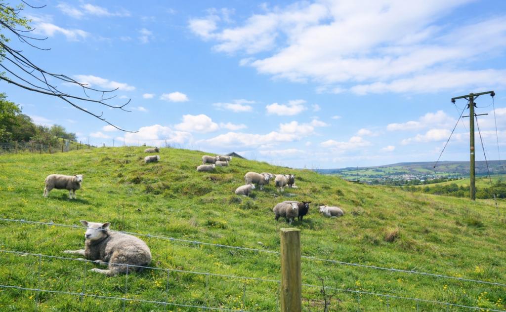 Sheep