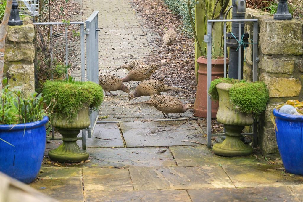 Local Wildlife
