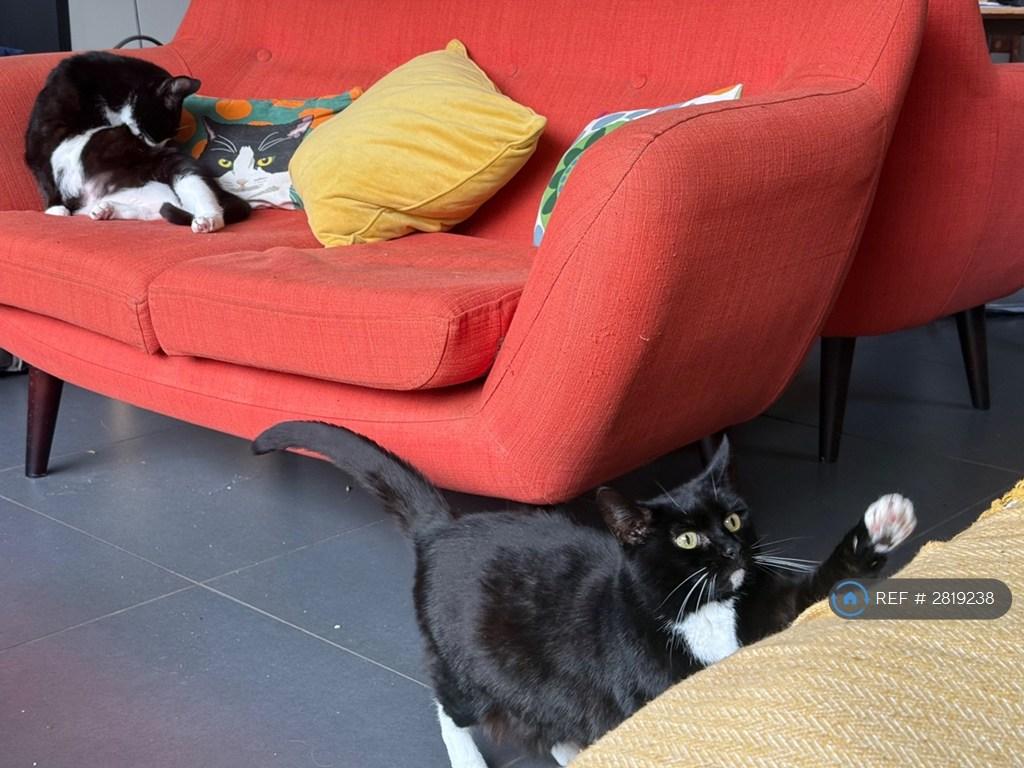 Cats