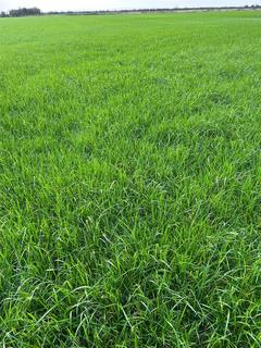 undefined, Mowing Grass, Severnside Rifle Range, Monmouthshire NP26