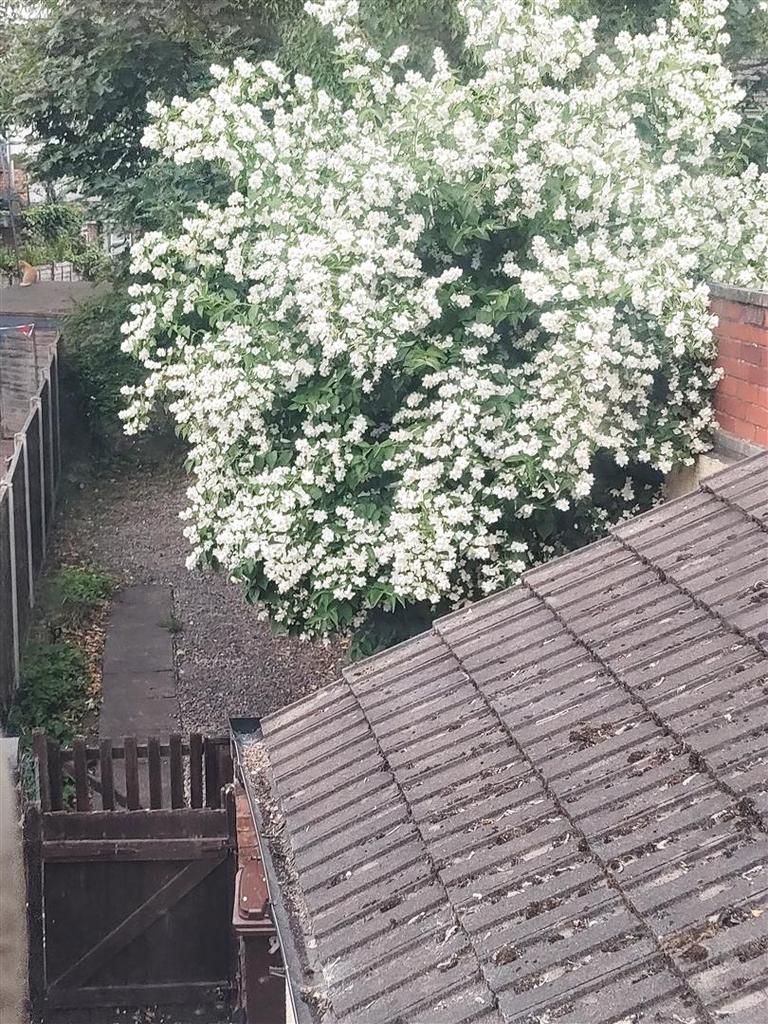 Garden.jpg