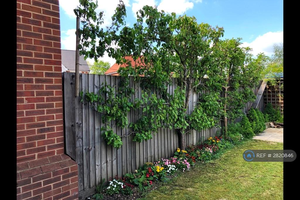 The Garden