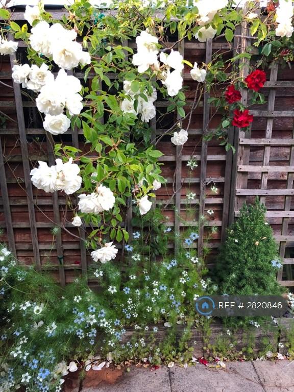 The Garden