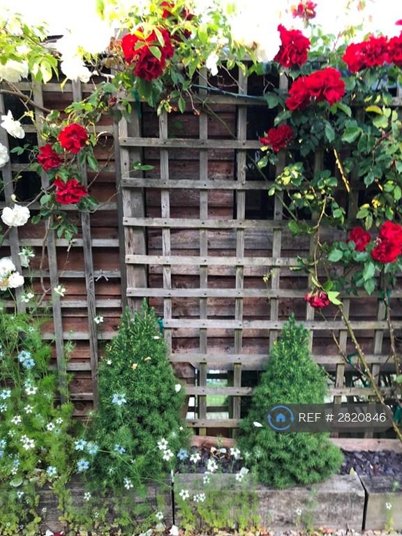 The Garden