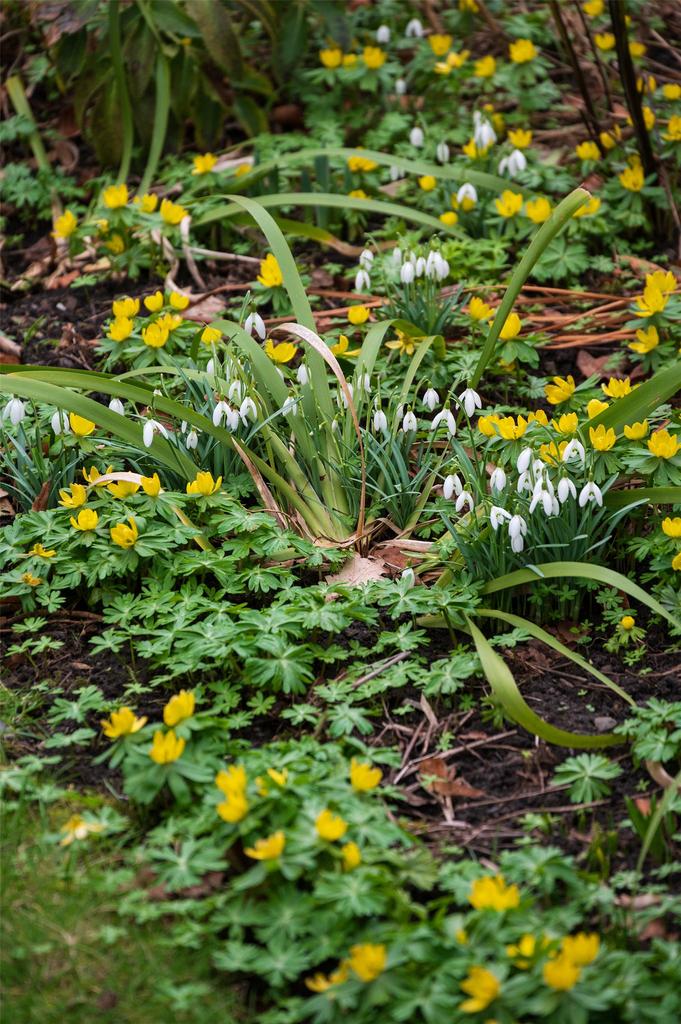 Aconites
