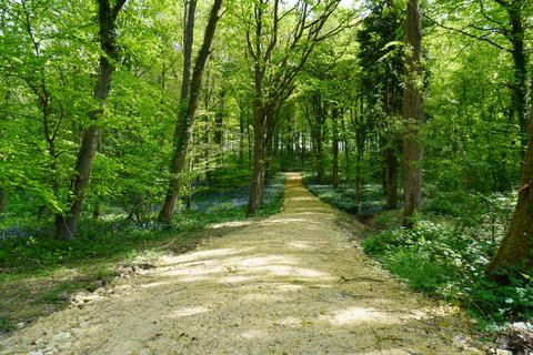undefined, Oswald Wood, Harthill, near Sheffield, South Yorkshire S26