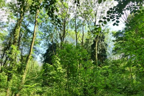 undefined, Oswald Wood, Harthill, near Sheffield, South Yorkshire S26