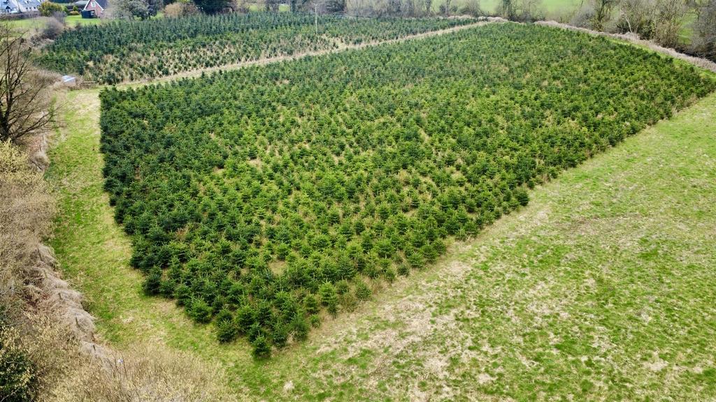 Christmas Trees