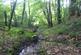 Keepscombe Wood, Duloe, Looe, Cornwall PL13 photo 3