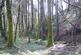 Keepscombe Wood, Duloe, Looe, Cornwall PL13 photo 4